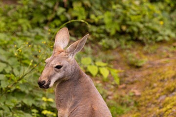 Portrait of an Australian medium sized kangaroo in selective focus