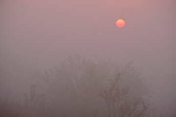 Foggy dawn on the field.