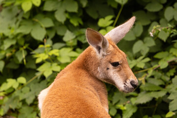 Portrait of an Australian medium sized kangaroo in selective focus