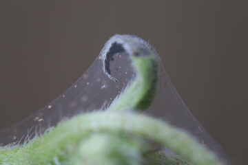 Aphids destroy green plant, cobwebs and many insect pests, Aphids eat the sap by sucking it from...