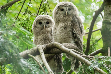 Close up great gray owl