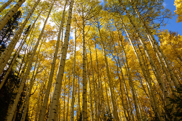 sun shining through trees