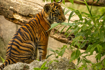 Tiger cubs playing with his mother,sumatra tiger Panthera tigris