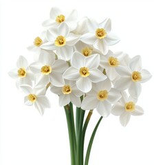 Fototapeta premium A beautiful bouquet of white flowers with golden centers, perfect for adding elegance to any decor or occasion, white background