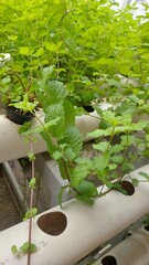 Several vegetables like Lettuce, Kale, Peppermints are well-suited for hydroponics due to their growth characteristics and adaptability to the controlled environment provided by hydroponic systems.