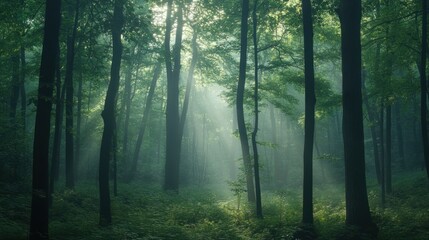 Obraz premium Sunbeams Illuminating a Misty Forest Path