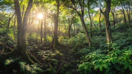 Obraz premium A serene forest scene with sunlight filtering through lush green trees.
