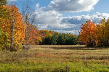 Autumn Landscape with Golden Trees and Meadow in Sunlight