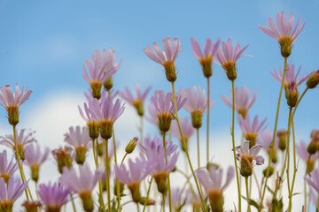 purple and yellow flowers