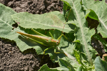 The green grasshopper, or ordinary grasshopper (lat. Tettigonia viridissima) - a species of insects from the family of True grasshoppers of the order orthoptera in the garden.