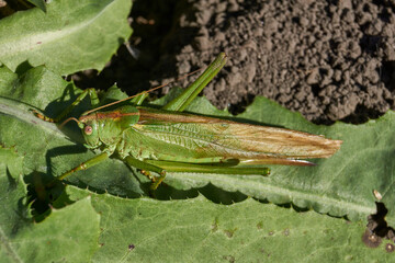 The green grasshopper, or ordinary grasshopper (lat. Tettigonia viridissima) - a species of insects from the family of True grasshoppers of the order orthoptera in the garden.