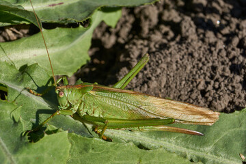 The green grasshopper, or ordinary grasshopper (lat. Tettigonia viridissima) - a species of insects from the family of True grasshoppers of the order orthoptera in the garden.