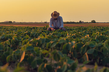 Fototapeta premium Farmer examining soybean crops in cultivated soybean field
