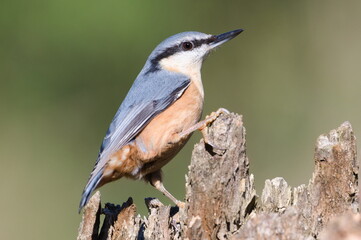 Common bird Sitta europaea aka Eurasian nuthatch is crawling on the tree. Close-up portrait. Isolated on blurred background.
