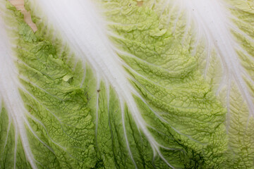 Said to have originated in the Mediterranean region, napa cabbage was introduced to Japan via China...