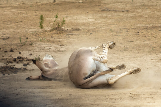 donkey wallowing