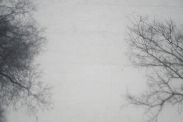 Tree branches casting shadow on white building wall