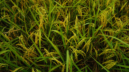 Golden rice fields. Closeup photo of ripe paddy field. Vast paddy fields in Bengal. Ripe paddy fields take on a golden hue. Paddy is paddy. Rice is the staple food of Bangladesh.