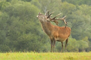 Cervus elaphus red deer wildlife antlers fawn western red deer male European graze in meadow nice eyes fur forest in mountains, nice darling, widespread species hunting animal care, hunted Europe © Jan Novak