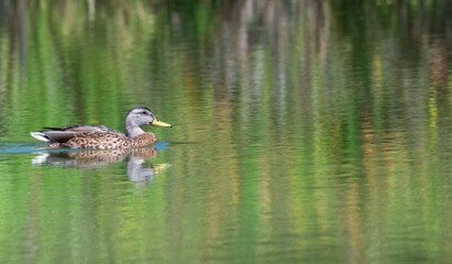 Female mallard duck swimming in a lake, her image and the surrounding trees have a reflection in the water.