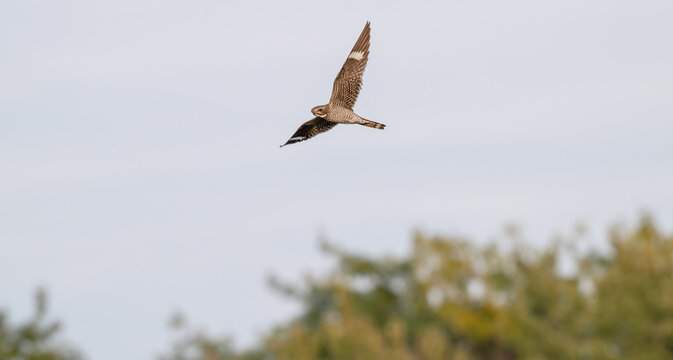 Common nighthawk in flight.