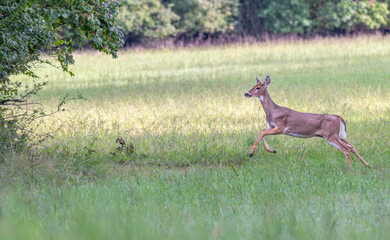 Young stag deer running across a field at sunset.