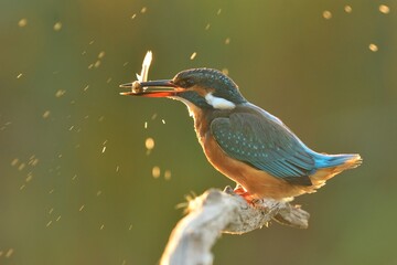 Common kingfisher Alcedo atthis bird songbird wildlife nature predator cock o the north, beautiful...