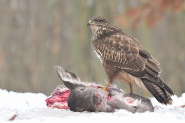 Common buzzard Buteo buteo wildlife prey nature predator beautiful animal beautiful sighting...