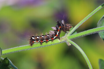 Knot-grass caterpillar, Acronicta rumicis, insect eating leaves of mint, herbs in the garden. A pest of cultivated plants.