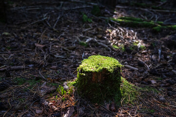 The green meadow looks especially fresh under the sunlight, with morning dew glistening like jewels, adding a touch of magic to the scene.