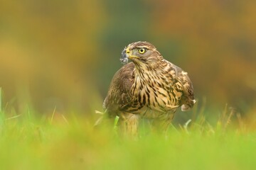 Eurasian sparrowhawk Accipiter nisus eating caught hunting bird woodpecker bird wild northern sparrowhawk wildlife prey nature predator, beautiful animal, lovely watching ornithology, Europe