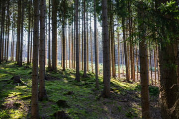 A dense forest and soft grassy meadow create a vibrant natural oasis, teeming with life and fresh air, serving as a rejuvenating retreat for all. © Zhongyuan Chen