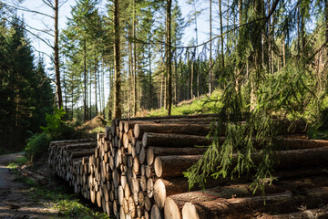 A large stack of cut trees in the forest, ready for transport to where they will be used as building materials or firewood.