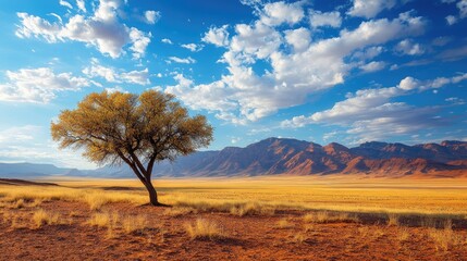 Fototapeta premium Lone tree standing strong in the namib desert, namibia