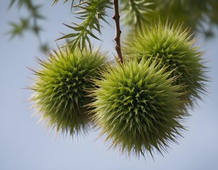 Green fuzzy plant with spiky leaves on a branch