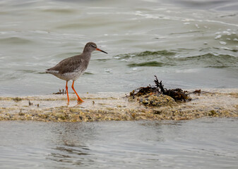 Reshank wading bird on the shore by the sea