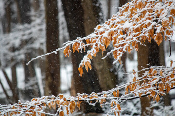 snow covered branches