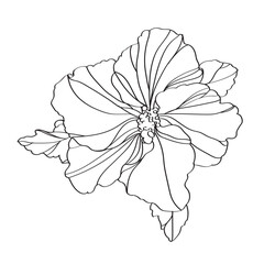 black and white line illustration of hibiscus flower on a white background