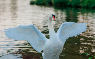 swan on the water