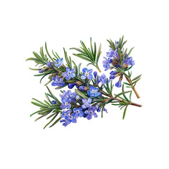 Fototapeta premium A beautiful bunch of flowers isolated on a white background showcasing vibrant purple blooms and green leaves