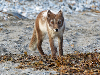 Arctic Fox Cub during the Summer, Gnålodden, Hornsund fjord, Spitzbergen, Svalbard
