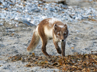 Arctic Fox Cub during the Summer, Gnålodden, Hornsund fjord, Spitzbergen, Svalbard