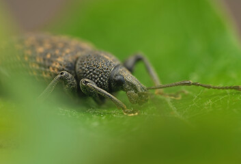 Black Vine Weevil - Otiorhynchus sulcatus