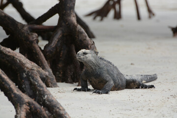 Marine iguana or sea iguana on a sandy beach among mangrove roots in the Galapagos Islands. The saltwater iguana is endemic to the Galapagos and swims in the ocean for its food.