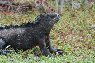 Marine iguana close up portrait in profile. The Galapagos Islands endemic marine iguana is also called sea iguana, saltwater iguana, and Galapagos marine iguana (Amblyrhynchus cristatus). Spiky crest.