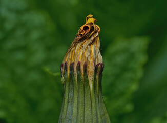 Big dandelion flower photographed close-up