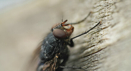 House fly macro photography detailed