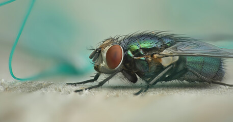 House Fly