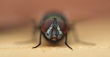 House Fly