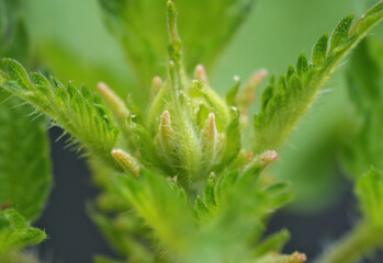 Stem tops of the stinging nettle in spring sunny morning,